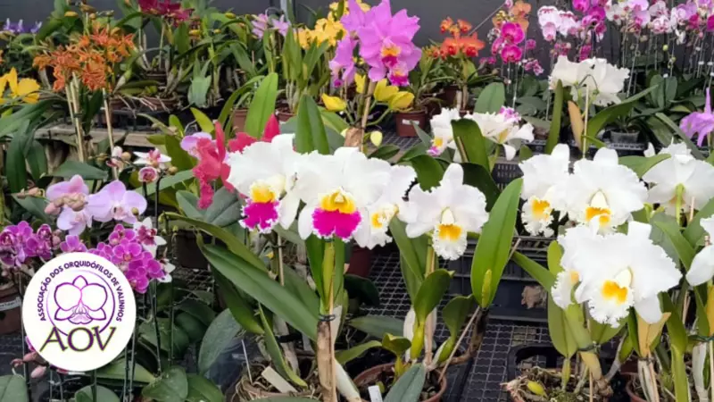 17ª Exposição Nacional de Orquídeas em Valinhos: Um espetáculo de cores e aromas