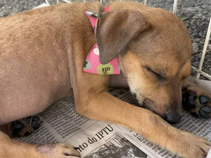 20 animais esperam por um lar em Aracaju: campanha de adoção responsável