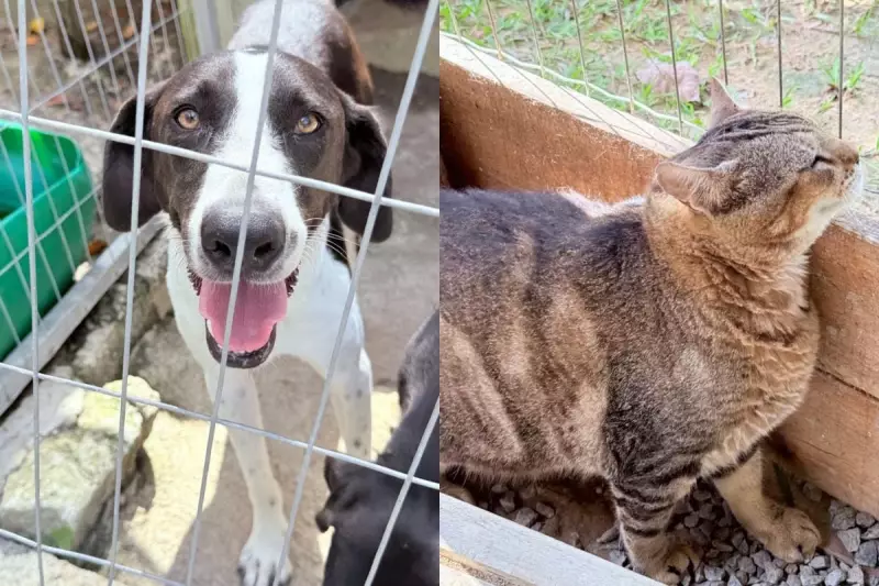 55 Animais Buscam um Lar em Guaramirim: Conheça Histórias Comoventes