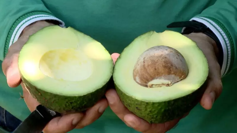 Abacate se consolida como a fruta mais cultivada no Distrito Federal e impulsiona a agricultura local