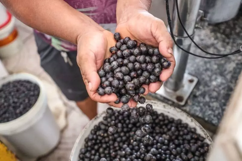 Açaí industrializado preserva nutrientes do fruto fresco, revela estudo da UEAP