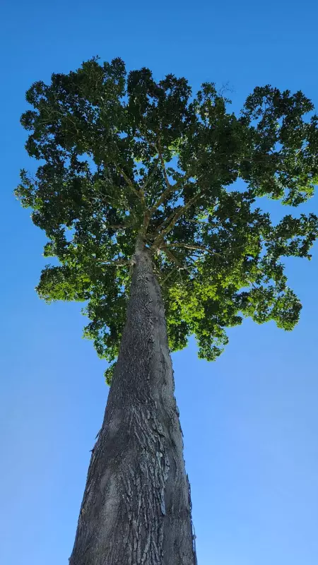 Acre tem o 2º menor índice de proteção a ambientalistas e democracia ambiental, aponta estudo