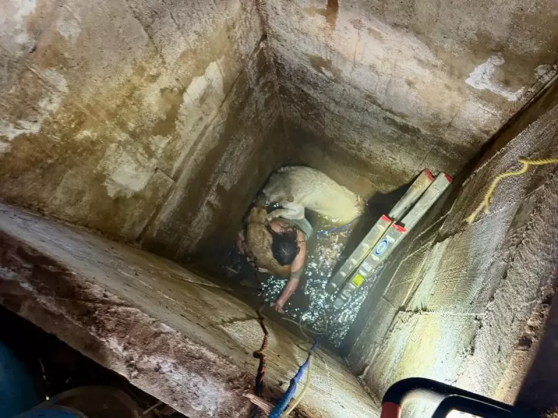 Adolescente fica preso ao tentar resgatar cães em poço abandonado — veja o desfecho