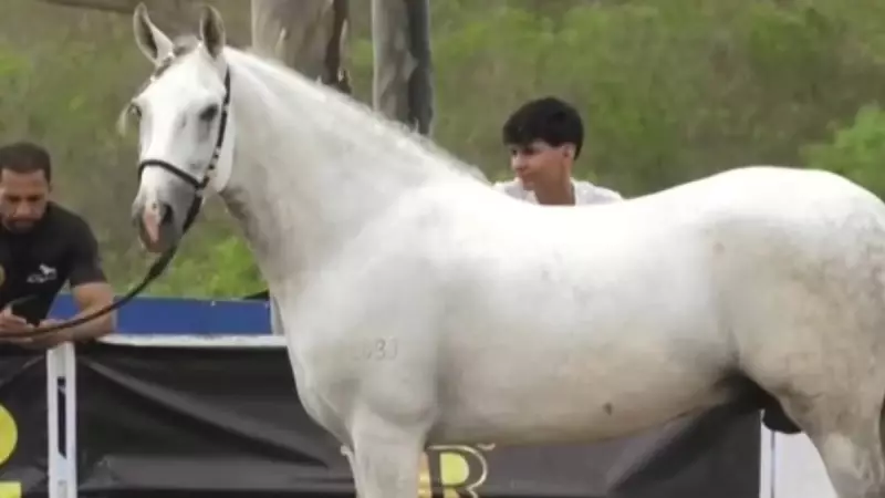 Agreste Pernambucano se destaca como polo do cavalo Mangalarga Marchador
