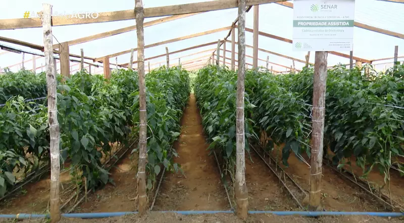 Agricultores do Amazonas apostam em irrigação para colher o ano todo e vencer o clima