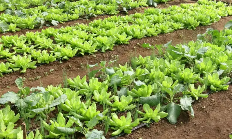 Agricultura Familiar na Bahia Recebe R$ 299 Milhões em Parceria Estratégica