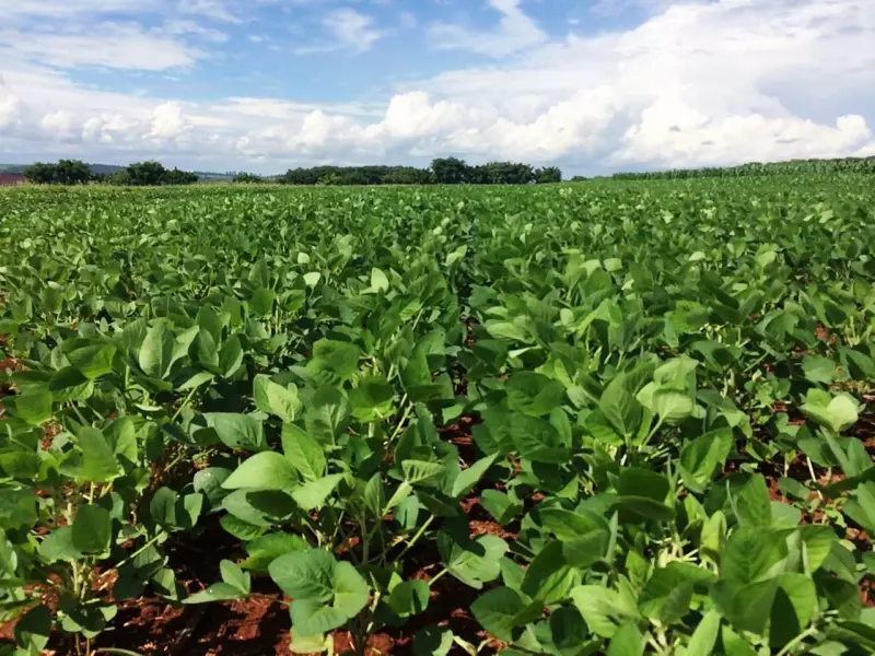 Agro Resiliente: Exportações Brasileiras Crescem Mesmo com Taxação dos EUA, Revela Estudo da USP