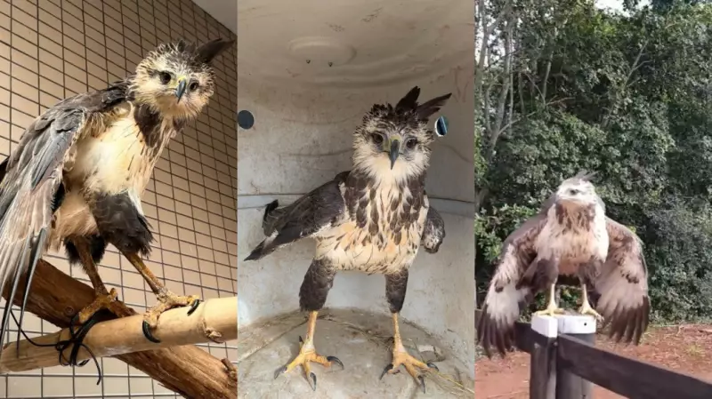 Águia-cinzenta resgatada com traumatismo craniano é devolvida à natureza após meses de reabilitação | Veja o vídeo emocionante!