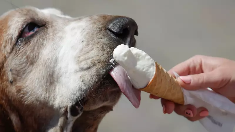 Alimentos para Cachorro: O Que Pode e o Que Não Pode na Dieta do Seu Pet