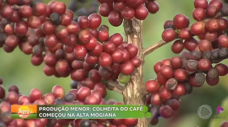 Alta Mogiana prevê queda na produção de café em 2025: entenda os motivos