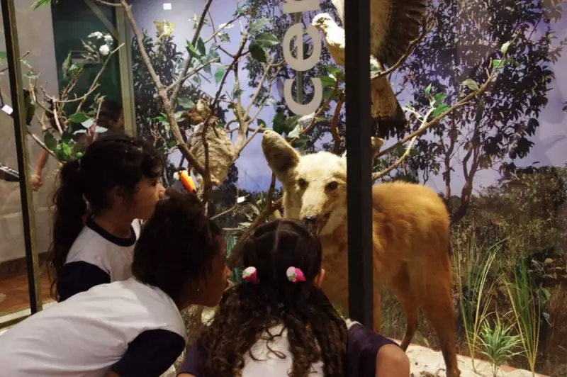 Alunos aprendem sobre preservação ambiental no Bosque dos Jequitibas em 2025