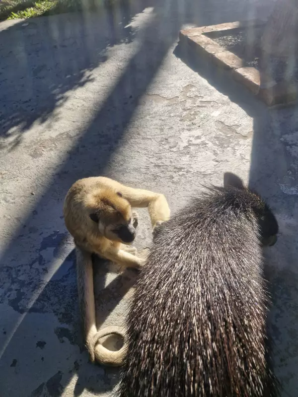 Amizade improvável entre macaco e cateto encanta visitantes em pousada de MT