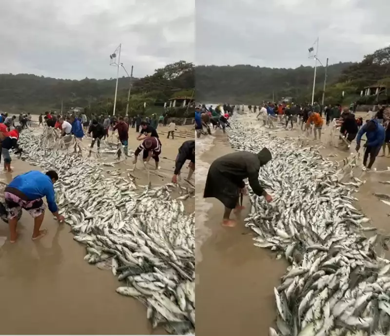 Anchovas em abundância: Palhoça celebra semana de pesca recorde