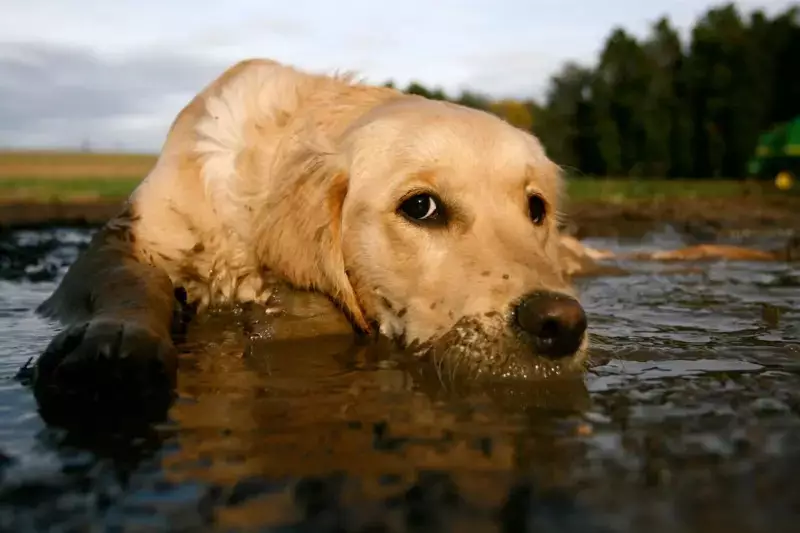 Animais de estimação: como eles fortalecem nossa imunidade e trazem mais saúde