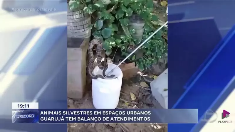 Animais silvestres invadem áreas urbanas em Guarujá: veja o balanço de atendimentos
