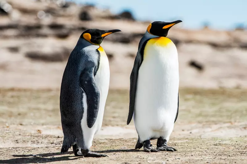 Antártica perde 25% dos pinguins-imperadores em 15 anos: o impacto do aquecimento global