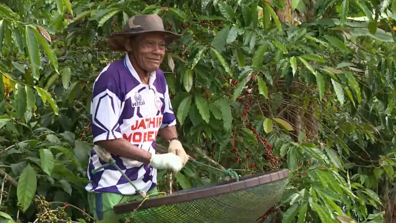 Aos 95 anos, produtor rural colhe 8 sacas de café por dia e mostra vitalidade no ES