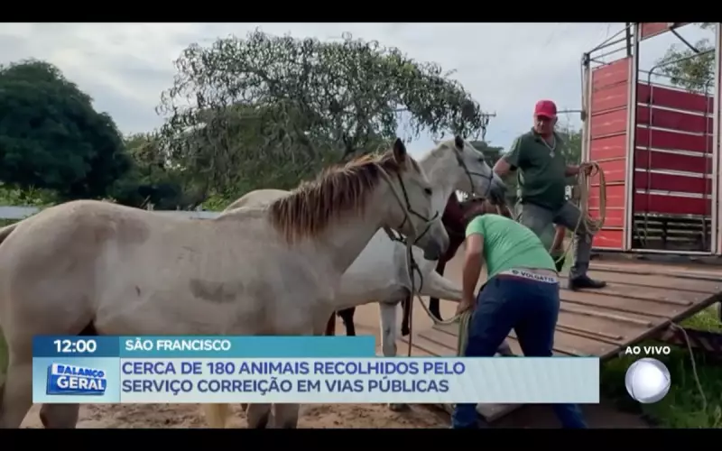 Apreensão de animais em vias públicas é intensificada em São Francisco de Itabapoana, RJ