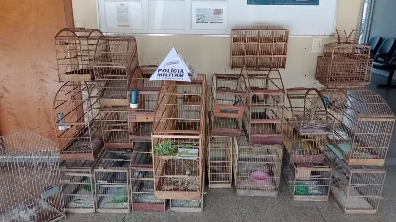 Apreensão de aves silvestres e armadilhas em Uberaba choca moradores