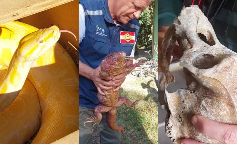 Apreensão de cobra píton, aves em extinção e crânio de chimpanzé choca SC