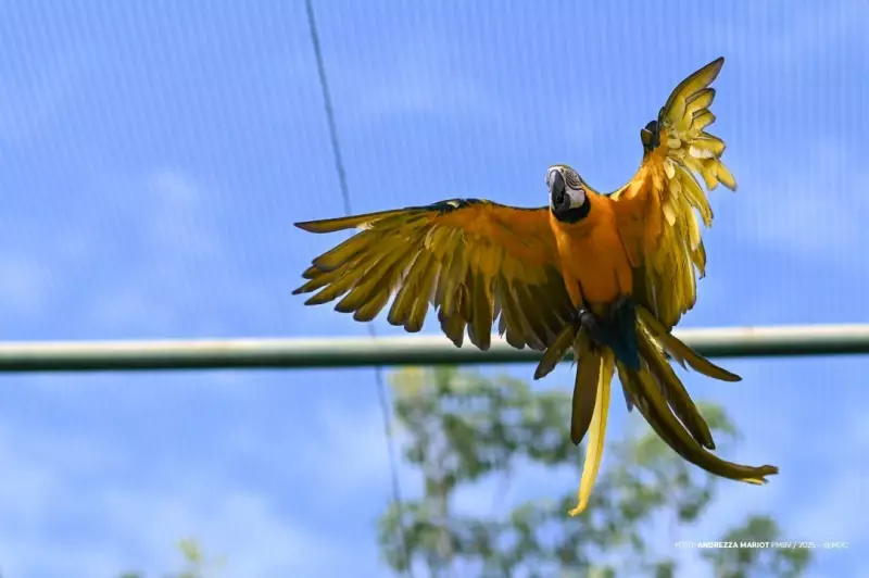 Araras e papagaios passam por treinamento semanal para voltar à natureza em Boa Vista