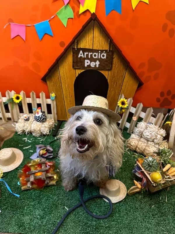 Arraia Pet: Evento com comidas típicas, quadrilhas e petiscos para animais acontece no DF