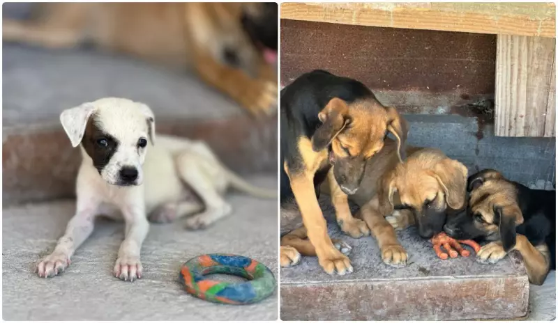 Arraial do Cabo celebra Dia do Meio Ambiente com feira de adoção de animais e programação sustentável