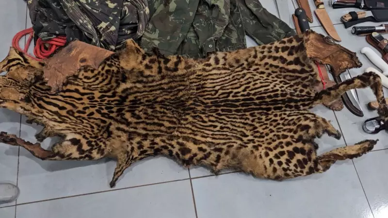 Arsenal ilegal apreendido em MG: couro de onça, fuzil de elite e armas estrangeiras entre os itens