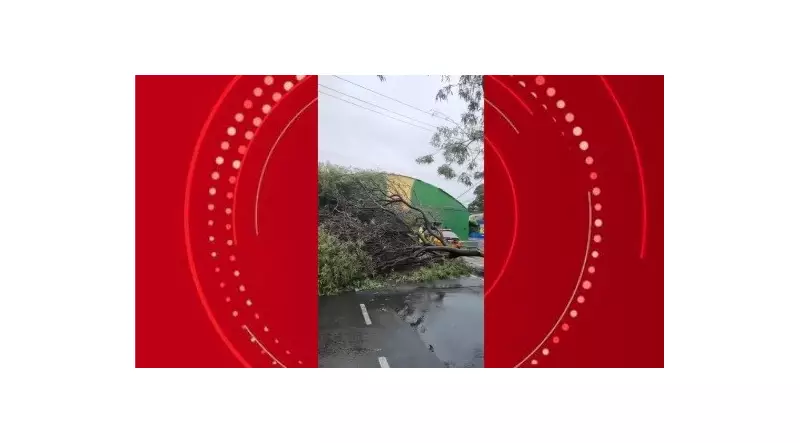 Árvore cai e interdita trânsito em frente ao Mercado do Jaraguá, em Maceió