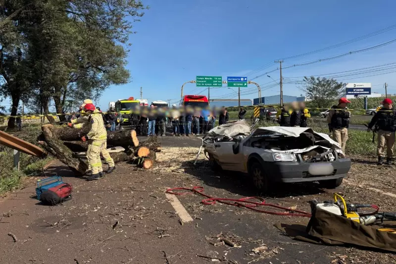 Árvore cai sobre carro e mata motorista na BR-317 em Maringá: tragédia no trânsito