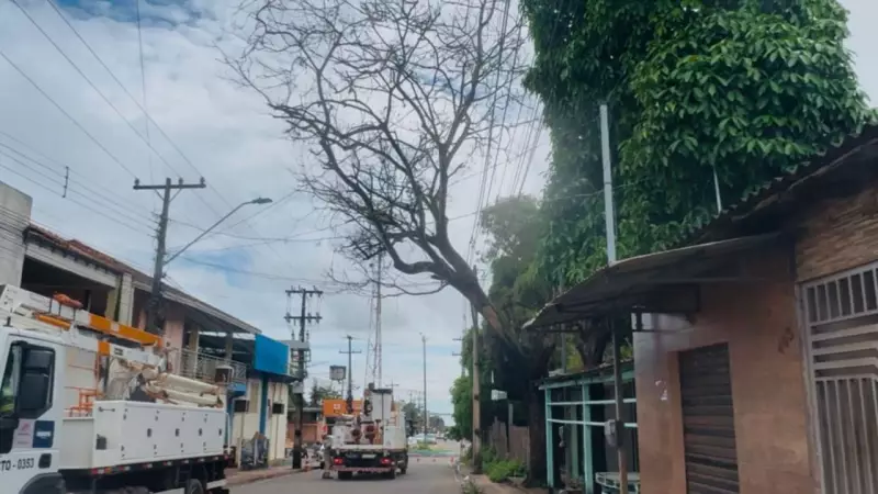 Árvore é podada por distribuidora de energia em Santarém para evitar riscos à rede elétrica