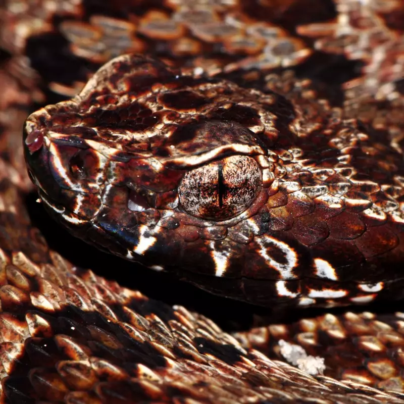 As cobras mais venenosas da Amazônia: conheça as espécies que habitam a floresta