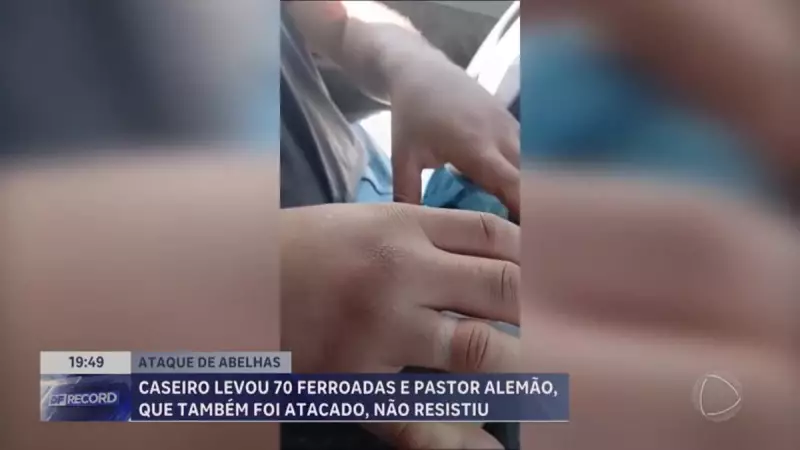 Ataque de abelhas deixa caseiro e cachorro feridos no Lago Norte, DF