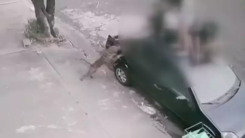 Ataque de cão em SP: adolescente é mordida e grupo sobe em carro para escapar