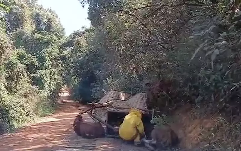 Ataque de enxame de abelhas deixa idosos feridos em carro de boi em Guapé, MG