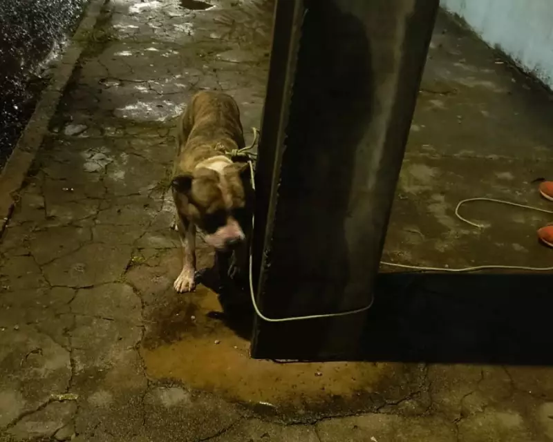 Ataque de Pitbull deixa homem gravemente ferido em Cascavel: saiba detalhes