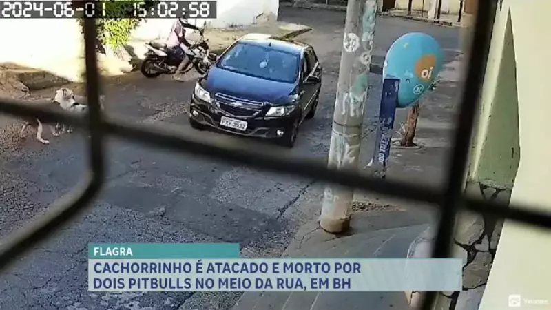 Ataque de pitbulls a cachorro em MG acende alerta sobre fiscalização da lei de focinheira