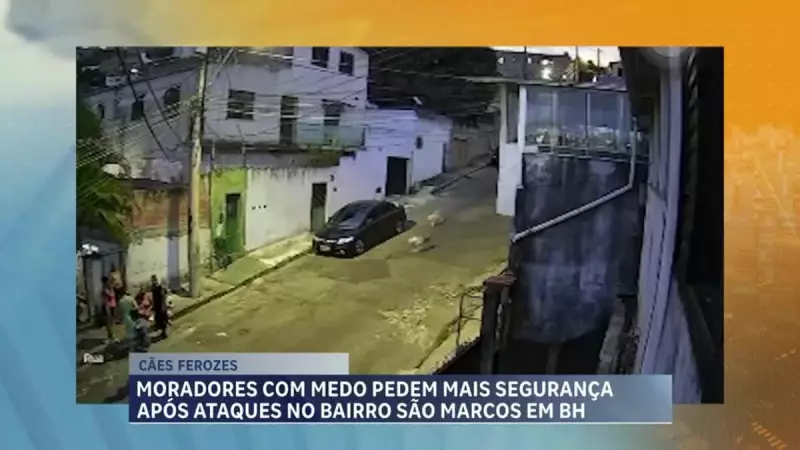 Ataques de Pitbull em BH: Moradores temem pela segurança nas ruas