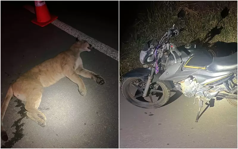 Atropelamento na MG-267: Onça-pintada morre e motociclista fica ferido em Poços de Caldas