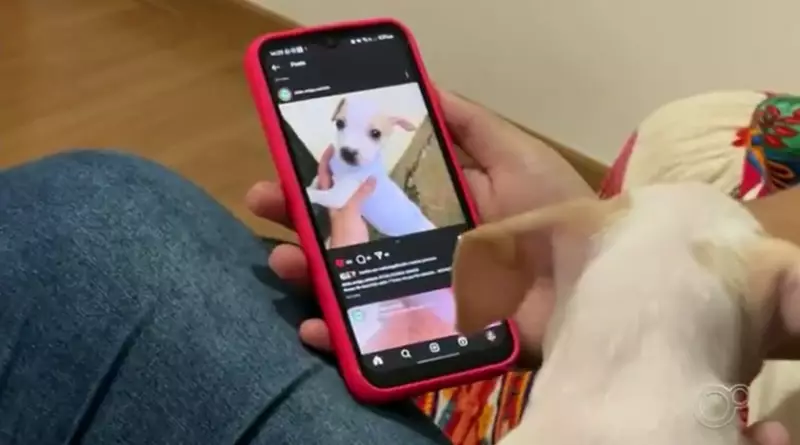 Aumento de 13% na adoção de animais em Araçatuba: saiba como participar dessa onda de amor