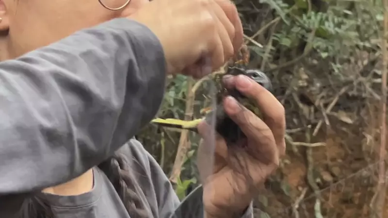 Aves da Serra do Japi: Pesquisadores revelam segredos do comportamento das espécies em SP