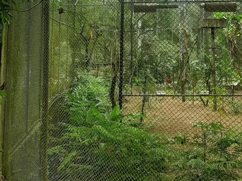 Aves raras são roubadas do Zoológico da Bica em João Pessoa: crime choca comunidade