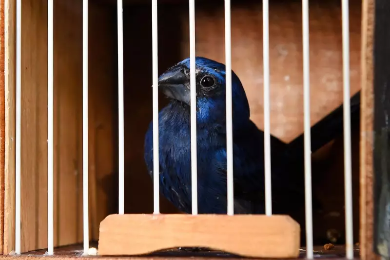 Aves resgatadas em megaoperação contra tráfico de animais são libertadas na natureza no Paraná