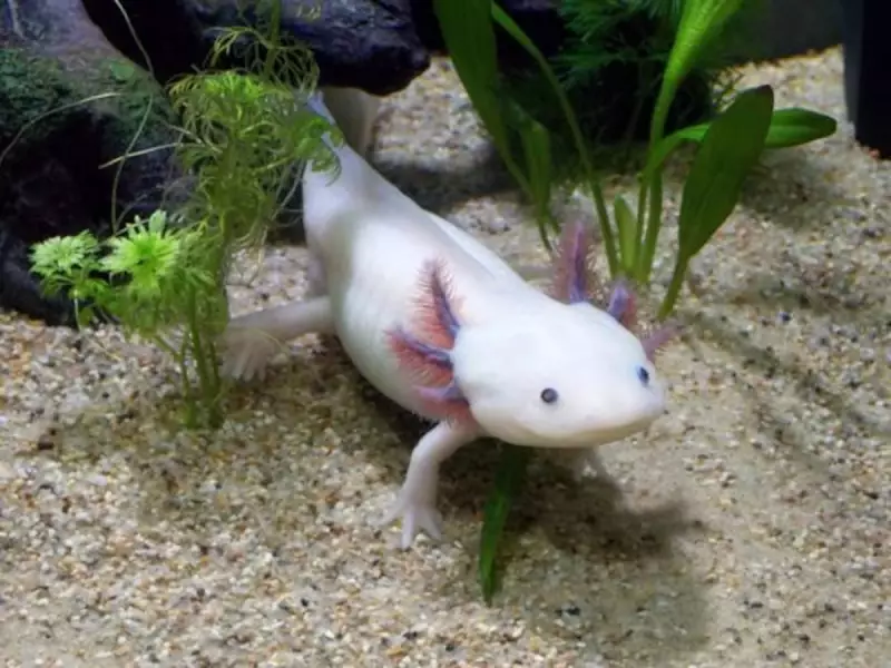 Axolotes: Cientistas desvendam o segredo por trás da incrível regeneração de membros e órgãos