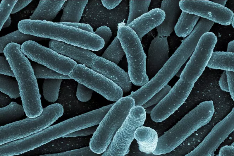 Bactéria modificada transforma plástico PET em paracetamol: avanço científico promissor