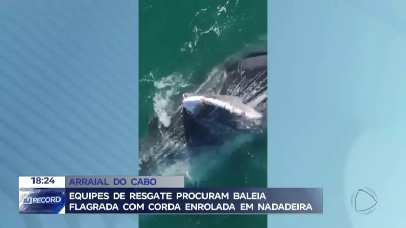 Baleia é flagrada com corda enrolada na nadadeira no litoral do RJ — equipes de resgate correm contra o tempo