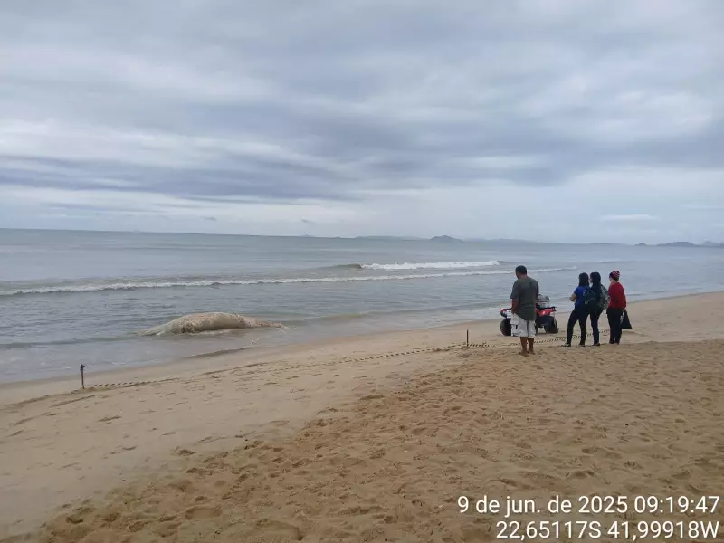 Baleia jubarte é encontrada morta em praia de Unamar, Cabo Frio: entenda o caso