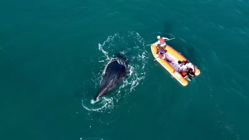 Baleia jubarte é resgatada após ficar presa em rede de pesca no litoral de SP