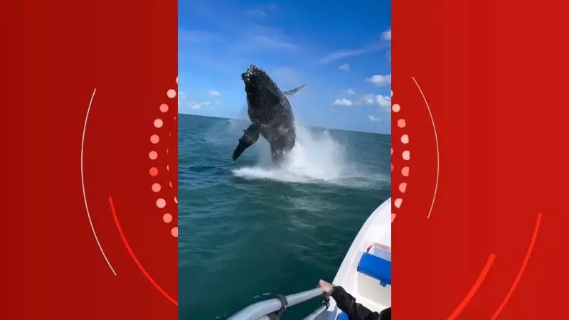 Baleia jubarte salta ao lado de embarcação no litoral de SP: "Quase morremos, mas foi lindo" – Assista ao vídeo!