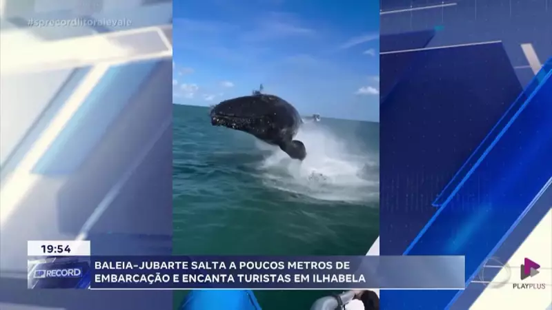 Baleia jubarte surpreende turistas com salto espetacular próximo a embarcação em Ilhabela, SP